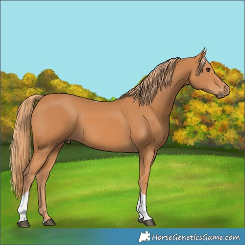 Horse Color:Chestnut Tobiano
