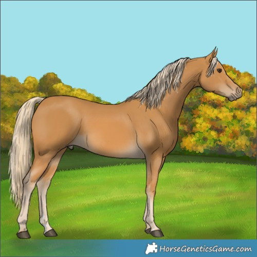 Horse Color:Palomino