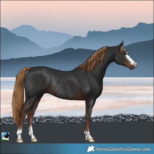 Horse Color:Gray Liver Chestnut Rabicano
