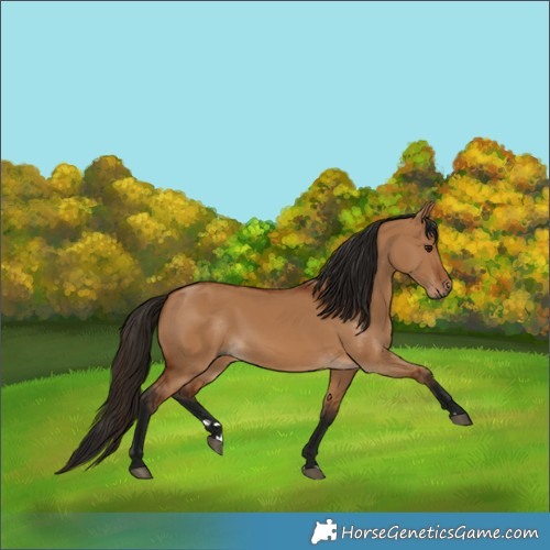 Horse Color:Gray Bay Dun 