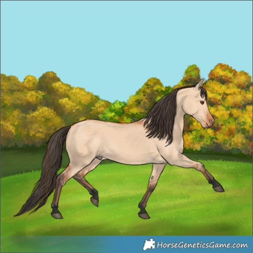 Horse Color:Bay Dun 