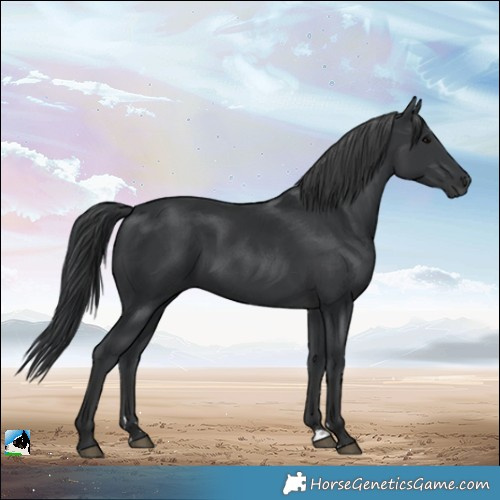 Horse Color:Black Rabicano