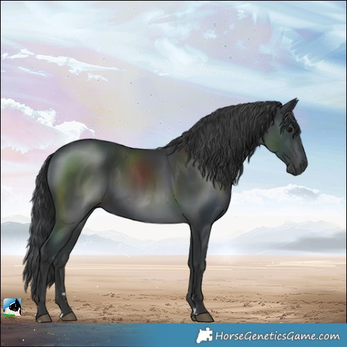 Horse Color:Black Rabicano 