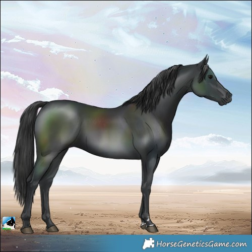 Horse Color:Black Rabicano