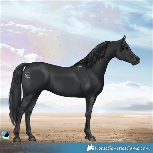 Horse Color:Black Rabicano