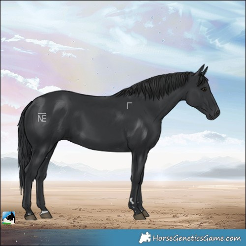 Horse Color:Black Rabicano