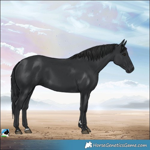 Horse Color:Black Rabicano 
