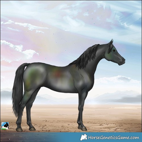 Horse Color:Black Rabicano 