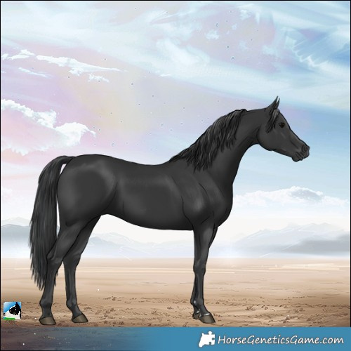 Horse Color:Black Rabicano