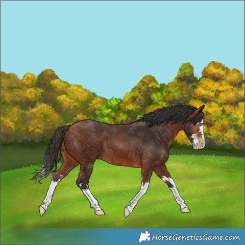 Horse Color:Bay Splash Appaloosa 