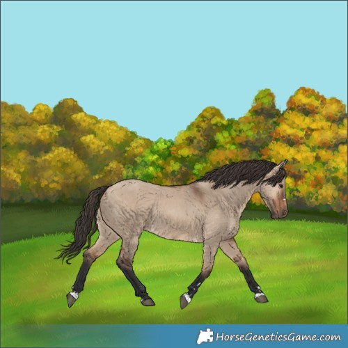 Horse Color:Bay Dun Rabicano