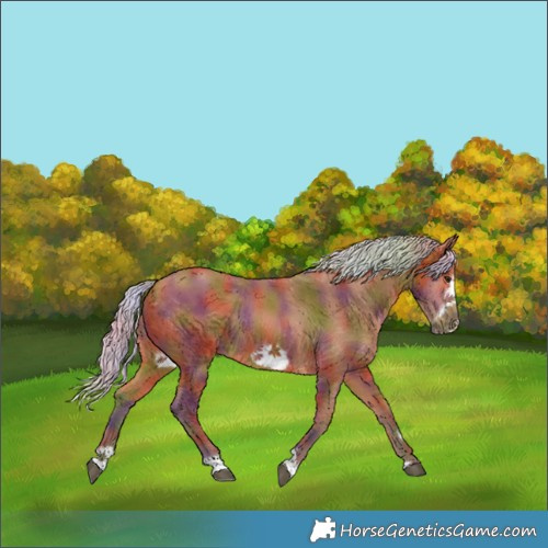 Horse Color:Nacre Silver Bay Tobiano Frame Rabicano 