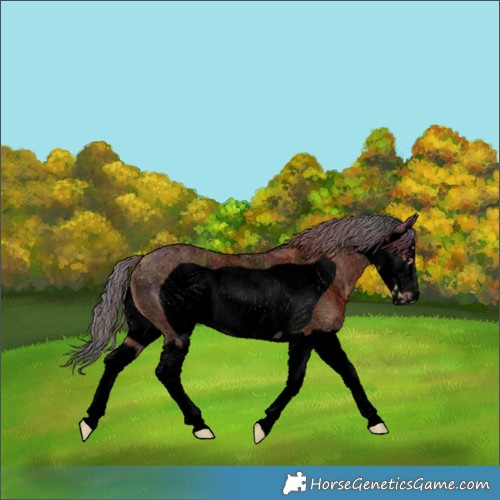 Horse Color:Void Nacre Bay Roan Splash Frame Rabicano 