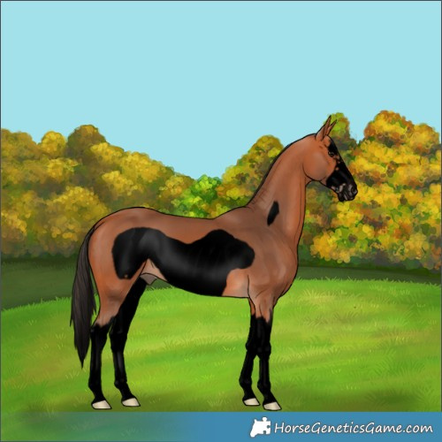 Horse Color:Void Bay Splash Frame