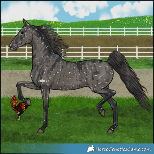 Horse Color:Grullo Snowflake Varnish Rabicano Brindle 