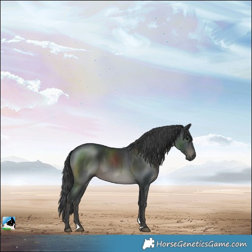 Horse Color:Black 