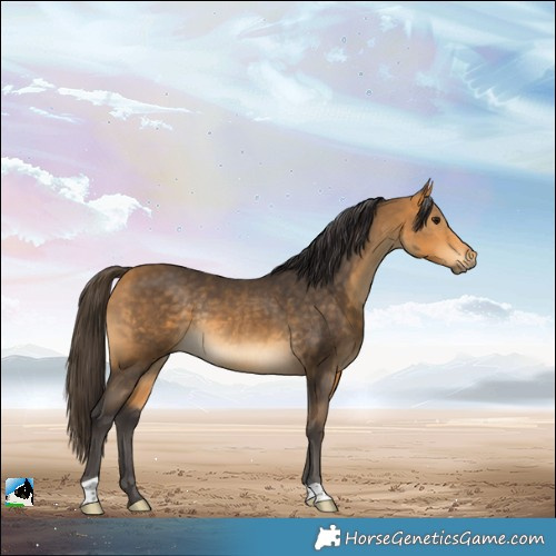 Horse Color:Buckskin Rabicano 