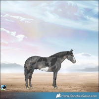 Horse Color:Black Merle Frame
