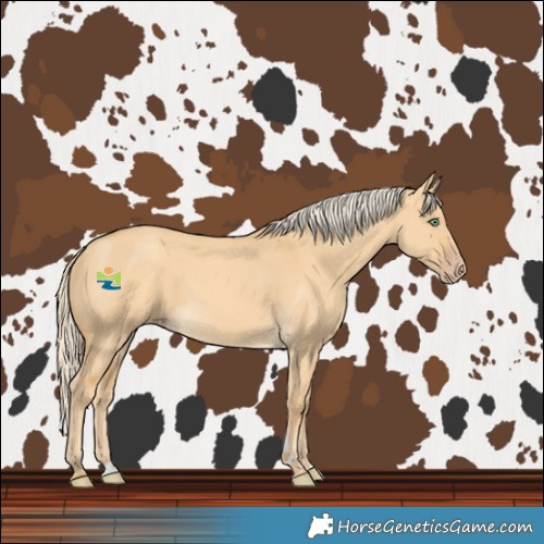 Horse Color:Gold Cream Champagne Dun 