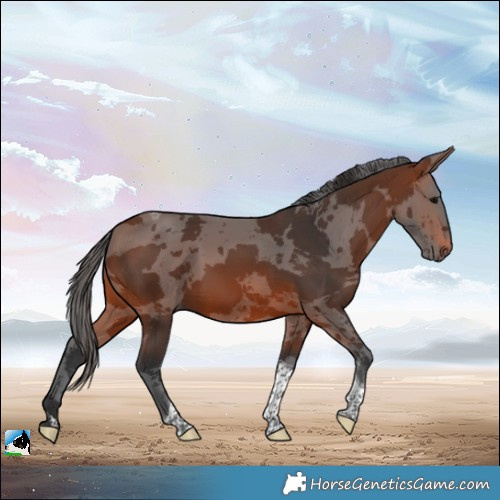 Horse Color:Brown Merle Tobiano