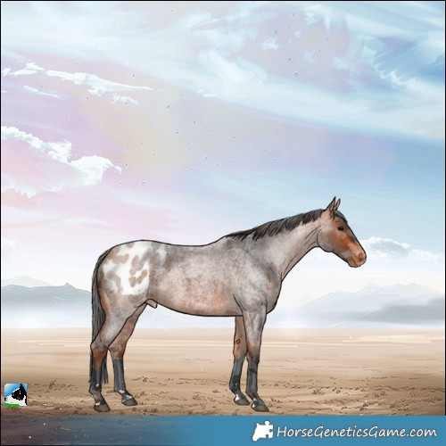 Horse Color:Bay Roan Merle Blanket