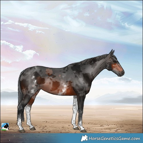 Horse Color:Gray White Spotted Brown Merle