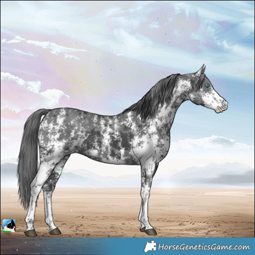 Horse Color:Black Merle Sabino 