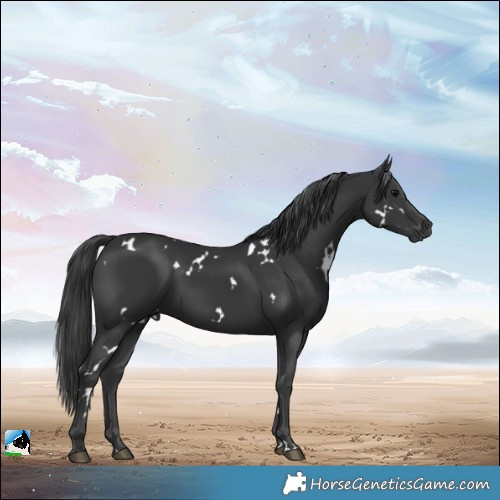 Horse Color:White Spotted Black 
