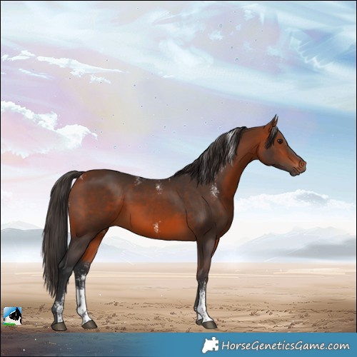 Horse Color:Powder White Bay Sabino 