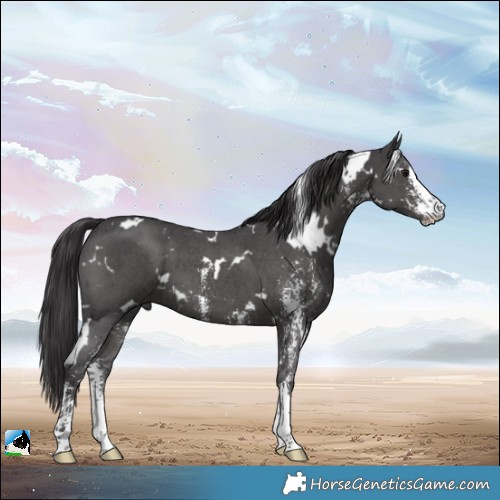 Horse Color:White Spotted Smoky Black Sabino