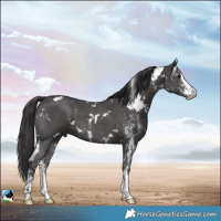 Horse Color:White Spotted Smoky Black Sabino