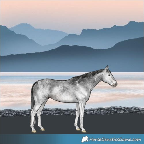 Horse Color:Gray White Spotted Brown Rabicano 