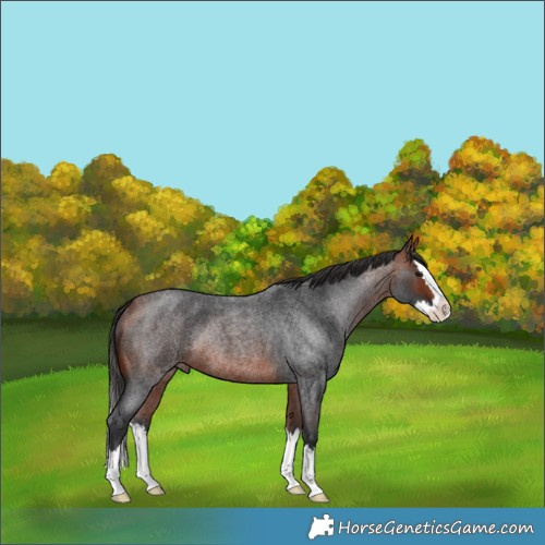 Horse Color:Bay Roan Splash Rabicano
