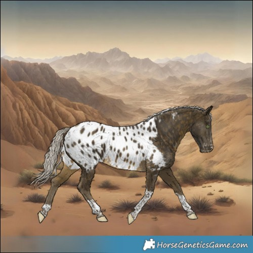 Horse Color:Silver Buckskin Tobiano Appaloosa 