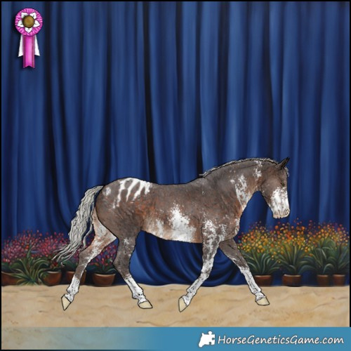 Horse Color:Silver Brown Sabino Blanket 