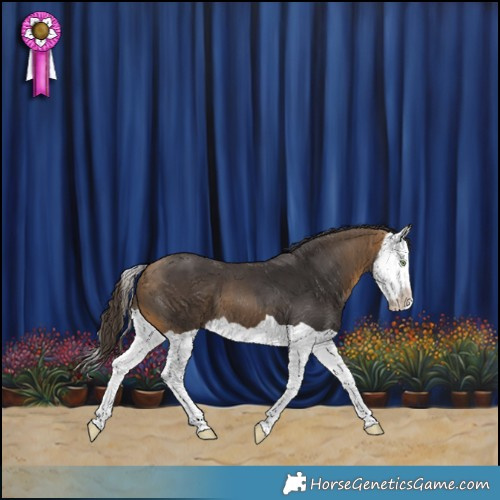 Horse Color:Buckskin Splash 