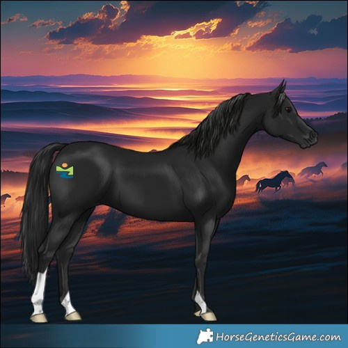 Horse Color:Gray Smoky Black 
