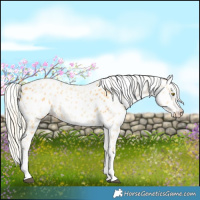 Horse Color:Palomino Appaloosa and Gold Cream Champagne Appaloosa