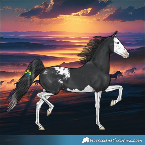Horse Color:Black Splash Appaloosa 
