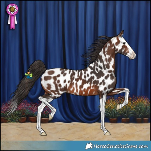 Horse Color:Brown Splash Appaloosa
