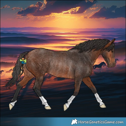 Horse Color:Bay Rabicano 