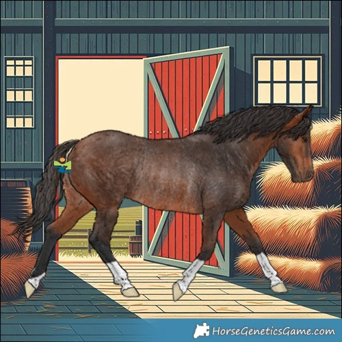 Horse Color:Bay Rabicano