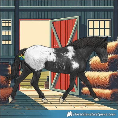 Horse Color:Black Snowcap 