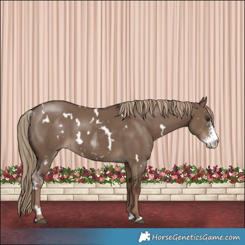 Horse Color:White Spotted Liver Red Dun Sabino 