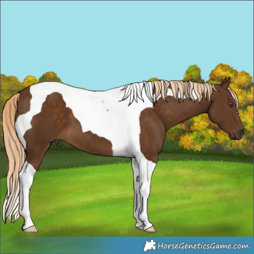 Horse Color:Chocolate Palomino Tobiano 