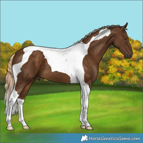 Horse Color:Chocolate Palomino Tobiano 