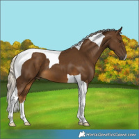 Horse Color:Chocolate Palomino Tobiano 