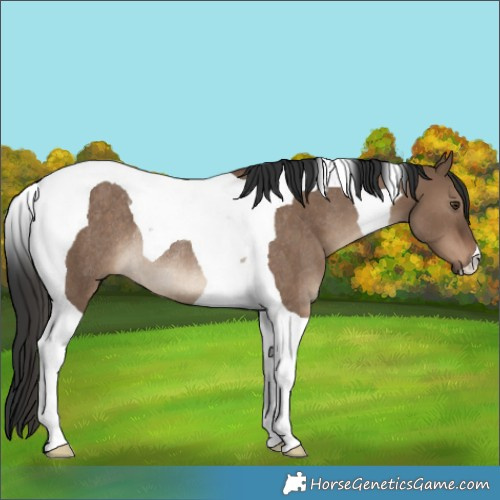 Horse Color:Liver Red Dun Tobiano Rabicano