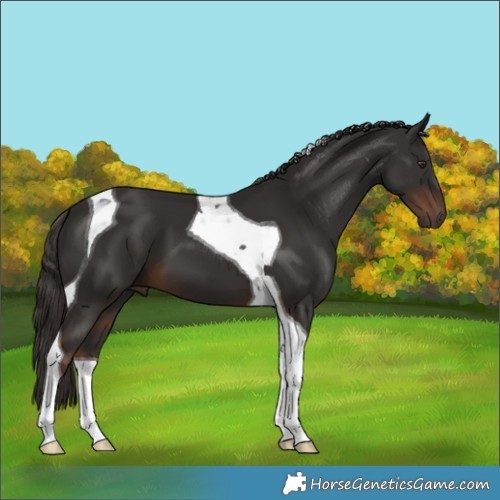 Horse Color:Liver Chestnut Tobiano 