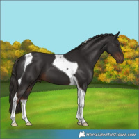 Horse Color:Liver Chestnut Tobiano 